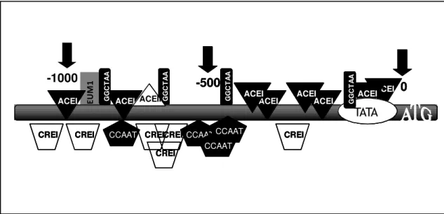 Figura 6. Esquema da estrutura da região promotora de cbh1  mostrando  a localização  dos sítios de ligação para alguns fatores de transcrição