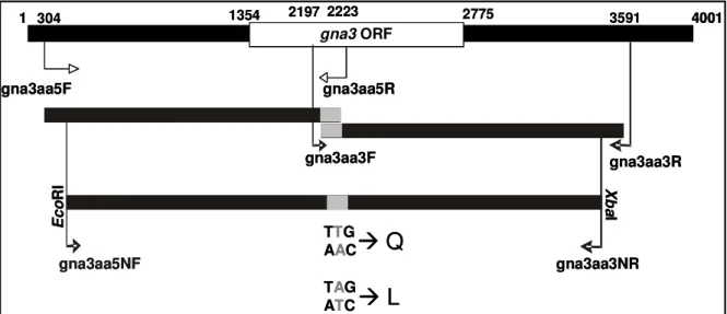 Figura 9. Representação esquemática da estratégia para obtenção do fragmento gna3QL. 