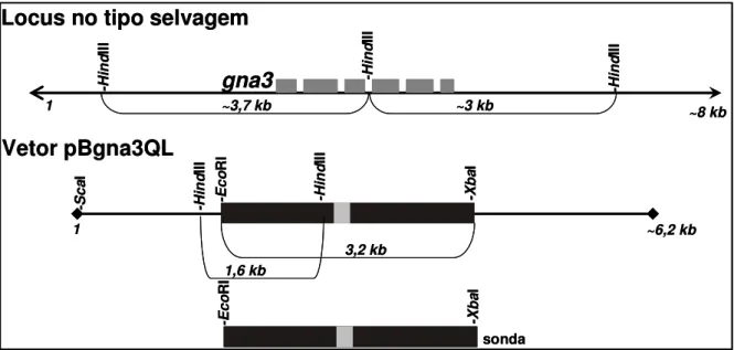 Figura 14. Mapa de restrição do gene gna3 e do vetor pBgna3QL mostrando o tamanho  esperado  dos  fragmentos  após  a  digestão  com  as  enzimas  EcoRI/XbaI  e  HindIII