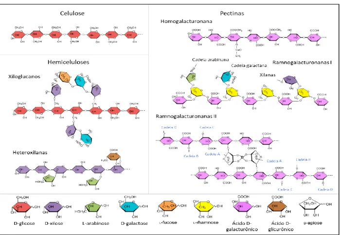 Figura 7  – Esquematização estrutural dos polímeros de celulose, hemicelulose e pectina, com suas respectivas variações e  monossacarídeos constituintes