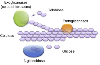 Figura  9  –  Principais  tipos  de  celulases  e  sua  forma  de  atuação  na  cadeia  celulósica