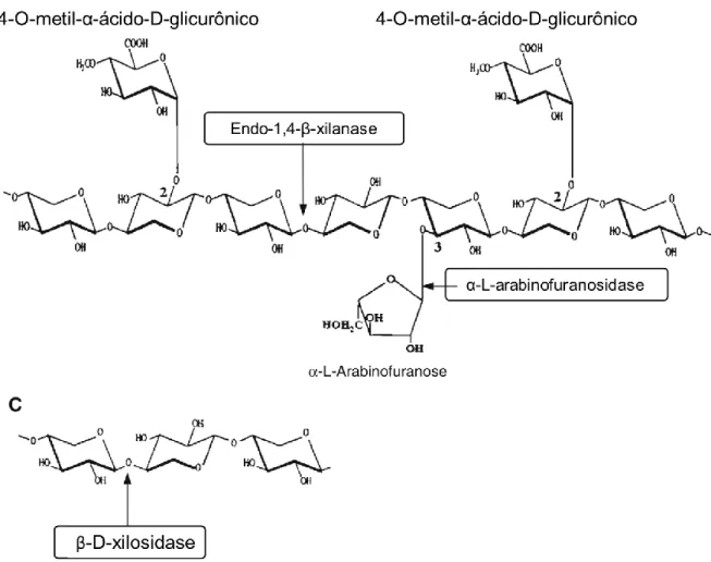 Figura  10  –  Esquematização  de  uma  porção  da  cadeia  de  xilana  e  de  algumas  enzimas  xilanolíticas  que  atuam  sobre  a  mesma