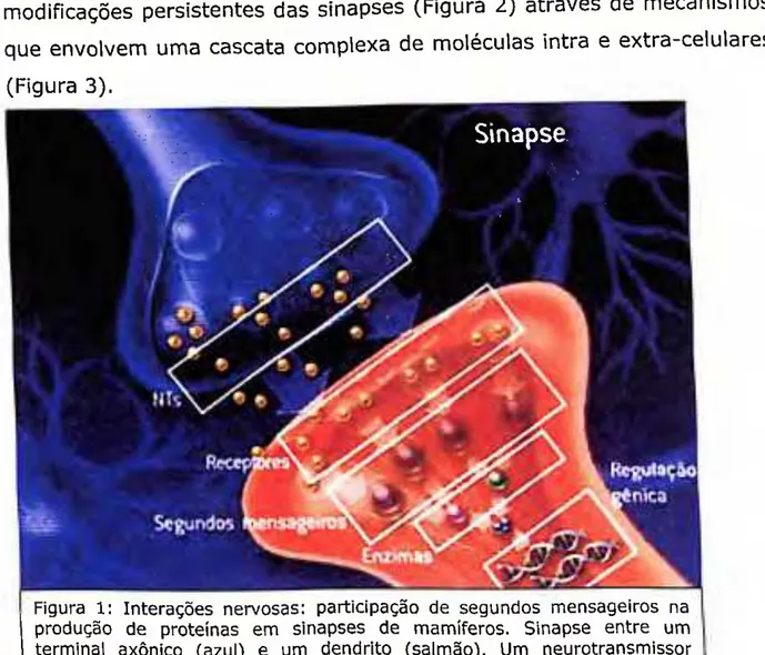 Figura 1: Interações nervosas: participação de segundos mensageiros na  produção de proteínas em sinapses de mamíferos
