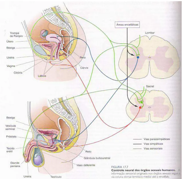FIGURA 7  –Controle neural dos órgãos sexuais humanos. 