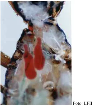 Fig. 2. Aspecto das glândulas salivares de  no tórax do inseto (aumentado 20x). Foto: LFIH 