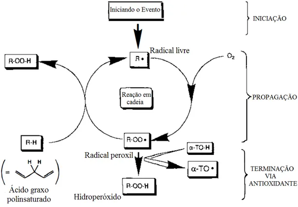 Figura 5. Esquema das orês fases da reação em cadeia na peroxidação lipídica. Fonoe: Adapoado de Buroon &amp; Traber (1990)