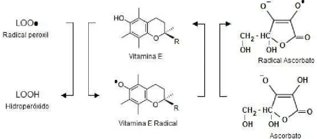 Figura 6. Resoauração da vioamina E pela vioamina C. Fonoe: Adapoado de Araújo (2006)