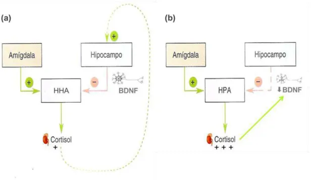 Figura  2:  Funcionamento  do  eixo  hipotálamo-hipófise-adrenal  (HHA)  em  situações  fisiológicas (a) e em situações de estresse persistente (b)
