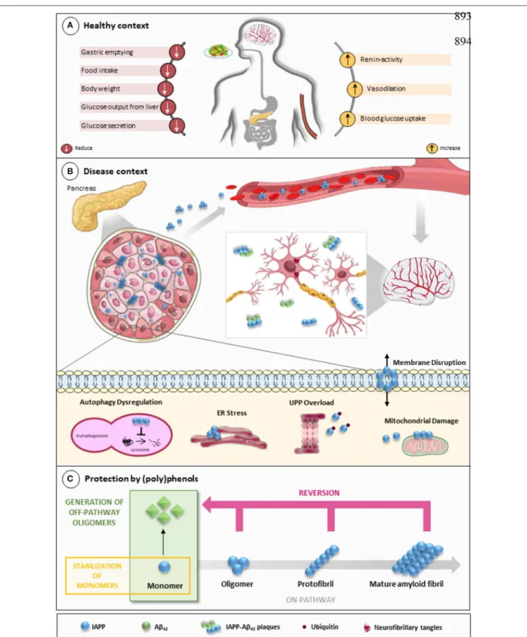 FIGURE 1 | IAPP on physiological and pathological contexts and (poly)phenols-mediated protection
