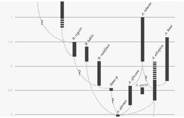 Figura 1 - Bípedes do Plioceno tardio e suas relações evolutivas (adaptado de Johanson and Blake, 1996) 