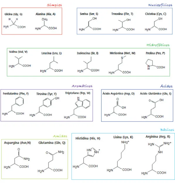 Figura 2.5: Os 20 amino´ acidos fundamentais, abreviaturas e propriedades dos radi- radi-cais.