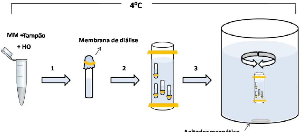 Figura 12. Esquema ilustrativo da formação da fibra de cromatina de 10nm reconstituída in vitro