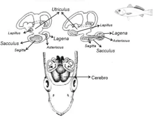 Figura  1.1  –  Vista  lateral  do  ouvido  interno  de  um  peixe  teleósteo  e  vista  superior  da  sua  posição  no  crânio  (Volpedo  &amp; 
