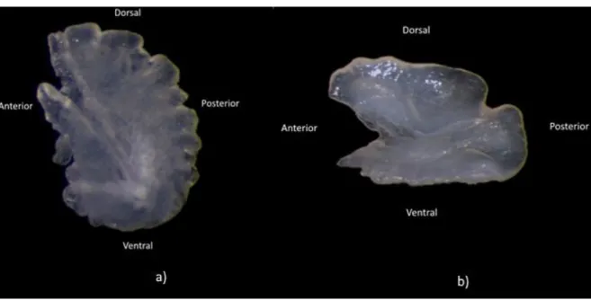 Figura  3.1  –  Face  interna  dos  otólitos  asteriscus  direitos  de  Anguilla  anguilla  (a)  e  (b)  Phycis  blennoides,  ilustrando  a  orientação dos otólitos