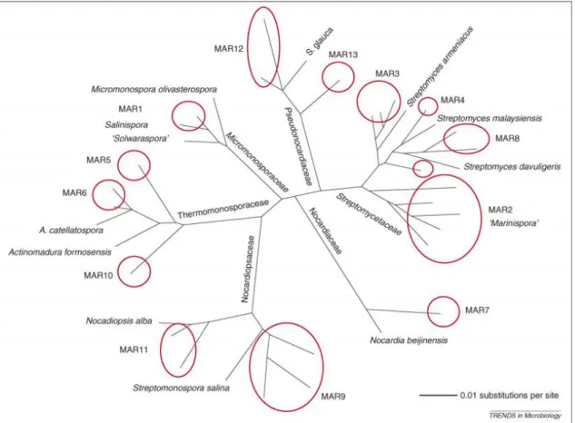 Figura i-5 – Relações filogenéticas entre as várias linhagens, designadas “MAR” 3