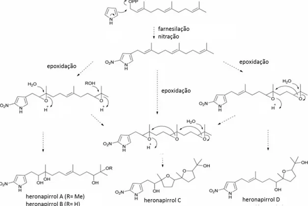 Figura i-17 – Proposta biossintética para nitropirrolenos 19