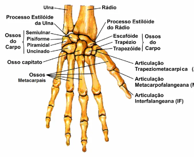 FIGURA 2.1 - Anatomia da mão: ossos do carpo e metacarpais  FONTE - PUTZ e PABST, 2000