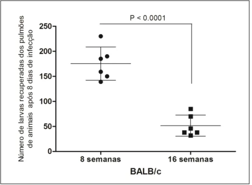 Figura 3: Influência da idade do hospedeiro na carga parasitária de Ascaris suum.  Seis camundongos BALB/c (machos) com oito semanas de idade, e seis camundongos  BALB/c  (machos)  com  dezesseis  semanas  de  idade  foram  infectados  com  2500  ovos  emb