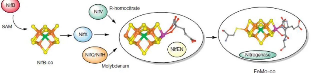 Figure  1.3  –  Biochemical  model  of  the  NIF  system  specifically  FeMo-co  biosynthesis  in  nitrogenase  maturation