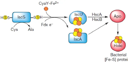 Figure 1.4 – Schematic model for the bacterial iron-sulphur protein biosynthesis by the ISC machinery
