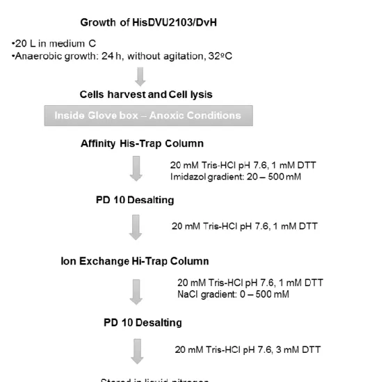 Figure 2.1 - Scheme of the purification process of HisDVU2103 from DvH 