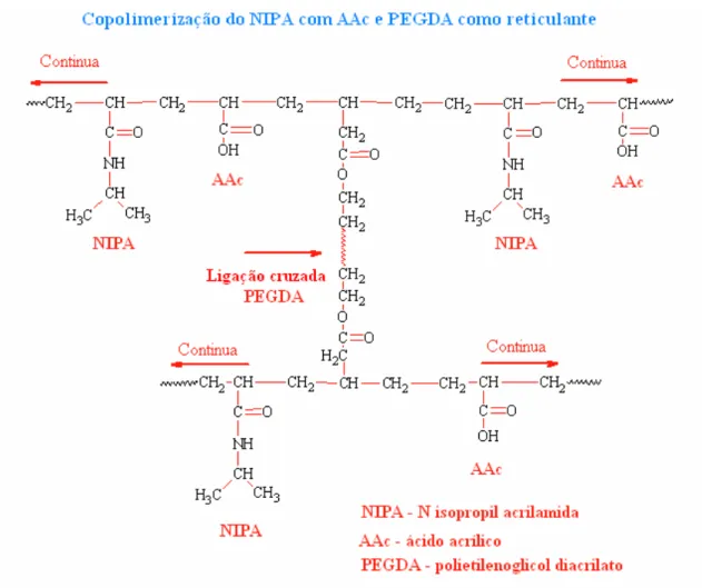 Figura 3. 18 – Disposição química ilustrativa dos monômeros na rede NIPA – N  isopropil acrilamida, AAc – ácido acrílico e o PEGDA - polietilenoglicol diacrilato 