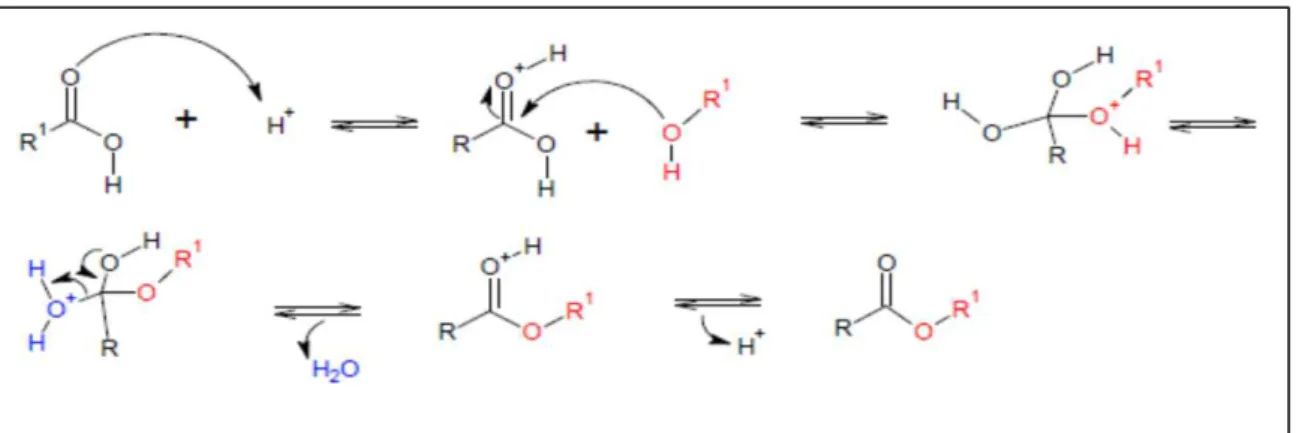 Figura 18 - Mecanismo de reação de esterificação catalisada por ácidos de Bronsted (Leão,  L