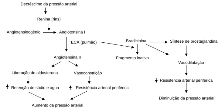 Figura  1  –  Mecanismo  de  controle  da  pressão  arterial  pelo  sistema  renina- renina-angiotensina 