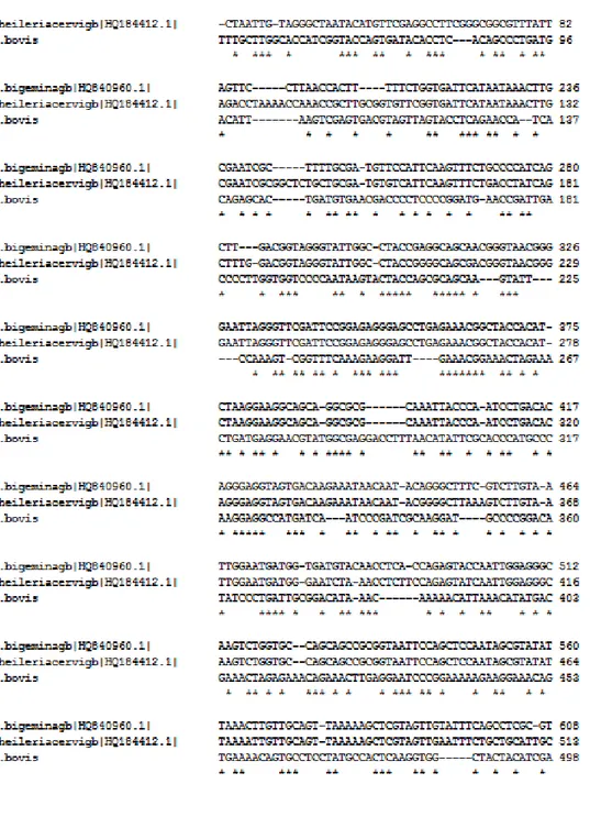 FIGURA  7:  Alinhamento  das  sequências  18S  rRNA  de  B.  bigemina  gb|HQ840960.1|,  B