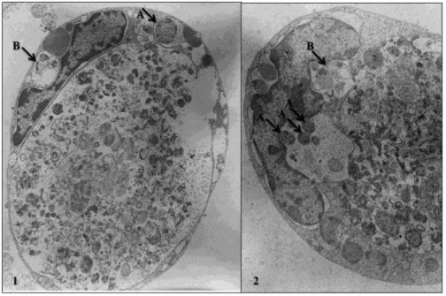 FIGURA 8.1 e 8.2: Eletromicrografia de células IDE8 inoculadas com A. marginale de M. gouazoubira 