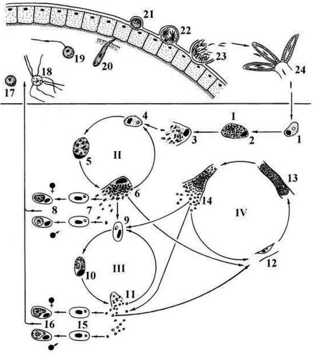 Figura  1.  Representação  genérica  do  ciclo  de  espécies  de  Plasmodium  de  aves  (P