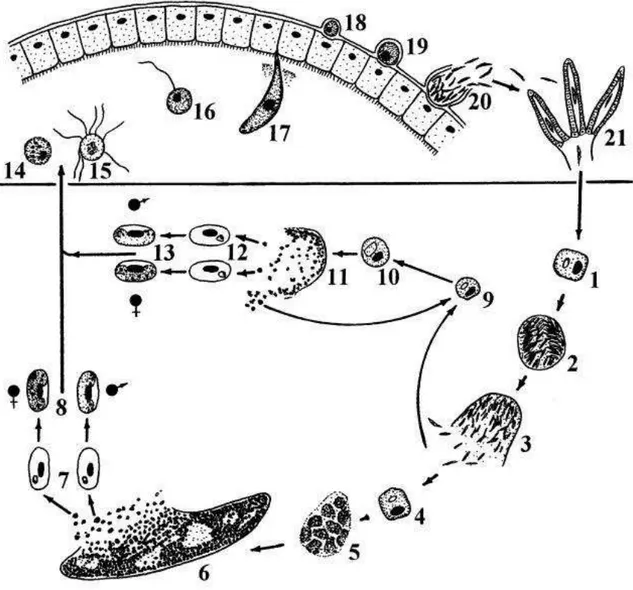 Figura  2.  Representação  genérica  do  ciclo  de  espécies  de  Haemoproteus  de  aves  (H