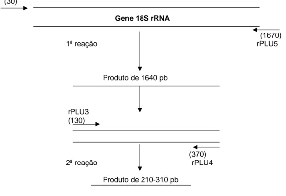 Figura 5: Desenho esquemático da região de anelamento dos iniciadores da nested PCR e o  tamanho dos fragmentos amplificados