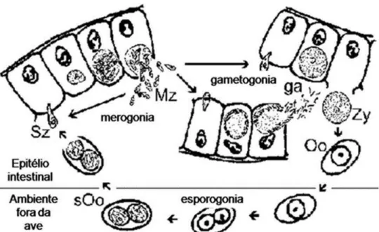 Figura 1. Ciclo biológico de Isospora. Extraído de Wiser, 2000 . Todas  as  descrições  de  Eimeria  infectando 