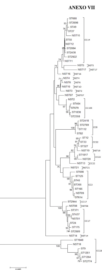 FIGURA 2.  Dendograma ilustrando a relação filogenética dos isolados