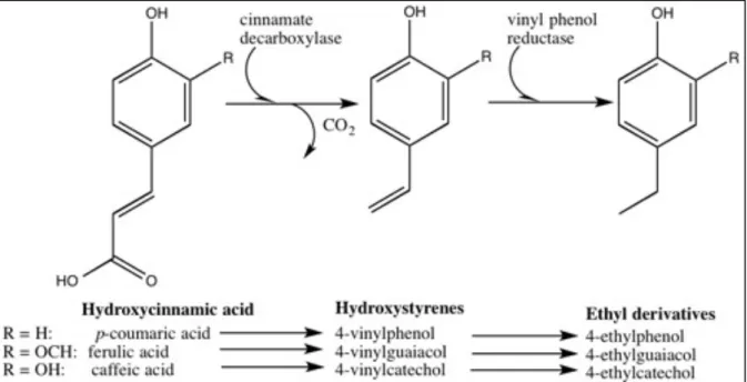 Fig. 1: Enzymatic transformation of hydroxycinnamic acid by B. bruxellensis 