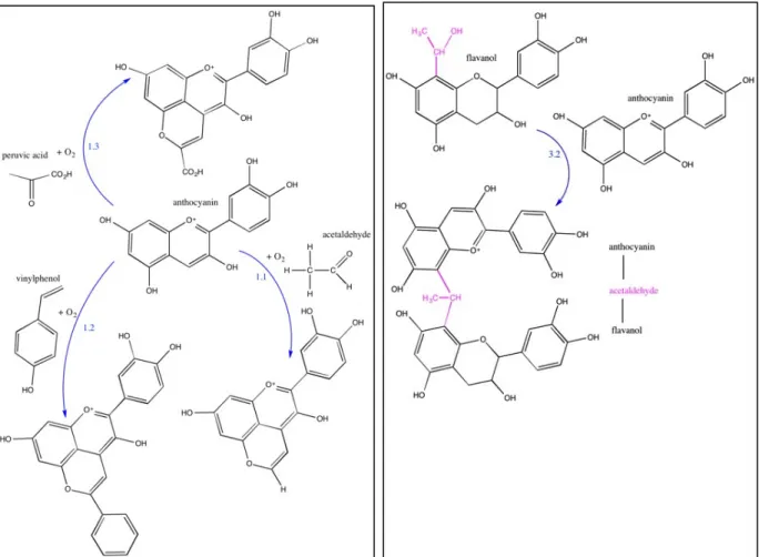 Fig.  4:  Formation  of  pyranoanthocyanins  (left  diagram)  and  acetaldehyde-bridged  anthocyanin-flavanol molecules (right diagram) 