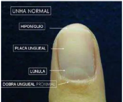 FIGURA 1  – Anatomia da unha. Fonte: MARTINS, 2009. 