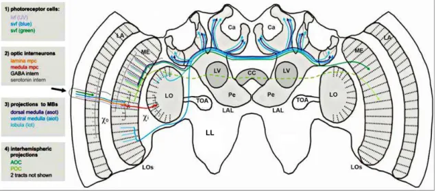 Figura 02  – Cérebro da abelha em desenho esquemático, demonstrando o trajeto das principais vias neurais  de processamento  visual estudadas na abelha