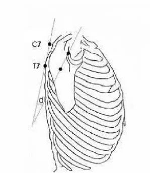 FIGURE 1 – Angular and linear measurements of the scapula. 