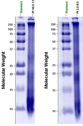 Figure 1. SDS-PAGE of PI 10.5–2.5  and PI 2.5–8.5 . PI: protein isolates. 