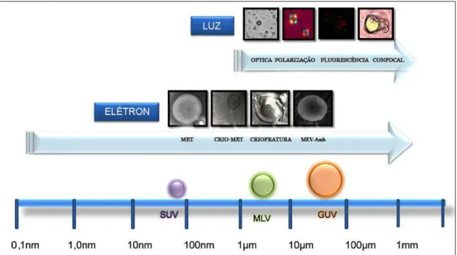 Figura  8  –  Exemplos  de  técnicas  de  microscopia  que  podem  ser  empregadas  na  análise  morfológica de lipossomas de diferentes diâmetros (Adaptado de BIBI et al., 2011)