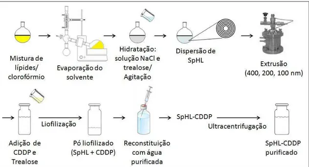 Figura  20  -  Representação  esquemática  do  método  de  desidratação-reidratação  de  vesículas da preparação de SpHL-CDDP