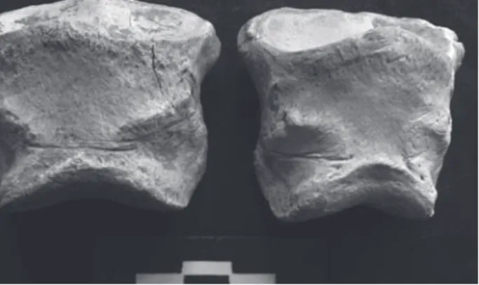 Fig. 6 : Phalanges II de cheval de l’US2 : incisions marquées, circu- circu-laires, au-dessus de l’extrémité distale, caractéristiques d’action de  dépouillement (peau)