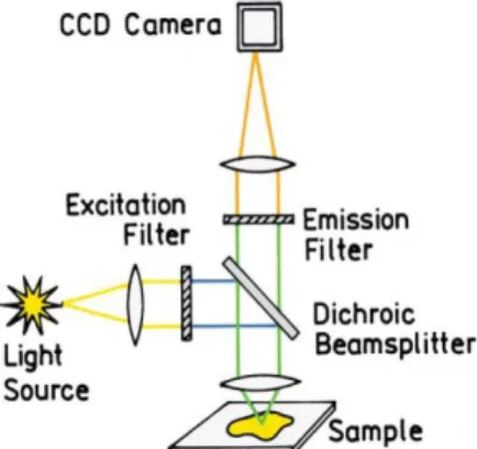 Figure 2.3: Schematic illustration of the necessary components in fluorescence microscopic [3]