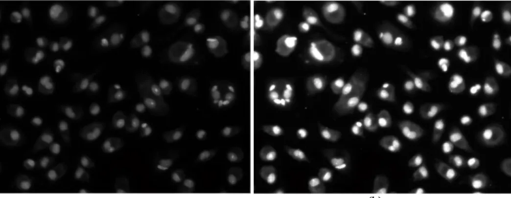 Figure 3.2: In this image are illustrated the implementation of global and local contrast stretching in Leishmania infected images: 
