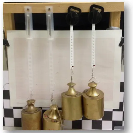 Fig. 8 –  View of specimens C5, C6, O5 and O6 with 9,8N calibrated masses in suspension