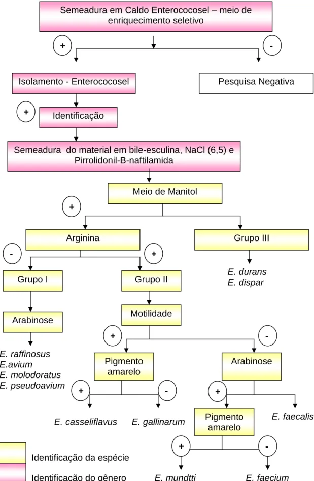 Figura 1 - Identificação do Enterococcus   Fonte: Koneman, 2001.  