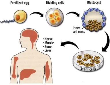 Figura  1:  As  células  estaminais  derivam  da  massa  celular  interna  do  blastocisto