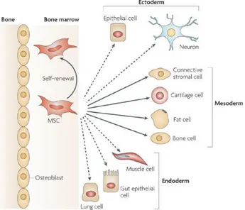 Figura 3: A multipotencialidade das MSCs: a sua autorrenovação e a sua múltipla diferenciação  em  linhagens  pertencentes  à  mesoderme